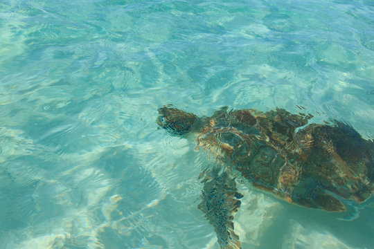 turtle close up under water in Barbados