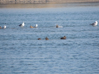 утки и чайки