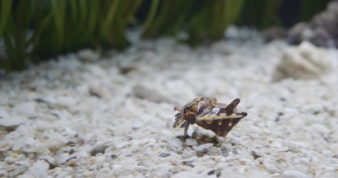 Flamboyant cuttlefish walking around a reef.