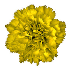 Yellow carnation flower isolated on white background. Close-up.  Element of design.