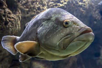A dusky grouper, epinephelus marginatus at Cretaquarium in Heraklion city, Crete Island - Greece. 
