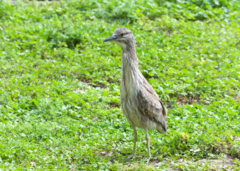 Juvenile black crowned night heron standing up attentively in green grass and clover. The young birds have orange eyes and duller yellowish-green legs.