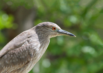 Portrait of a juvenile black crowned night heron. The young birds have orange eyes and duller yellowish-green legs.