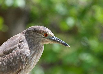 Portrait of a juvenile black crowned night heron. The young birds have orange eyes and duller yellowish-green legs.