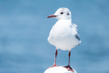 ユリカモメ