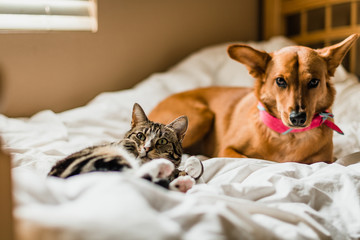 Dog and cat on bed