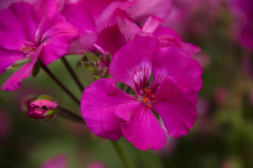 Sydney Australia,close up of hot pink geranium flower