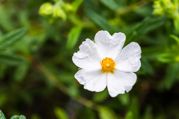 Small White Flower