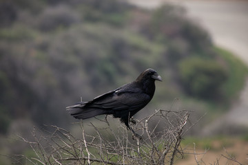 Perched Crow