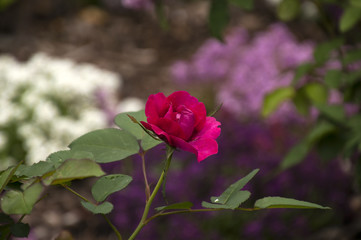 Sydney Australia,  bright pink rose flower with garden in background