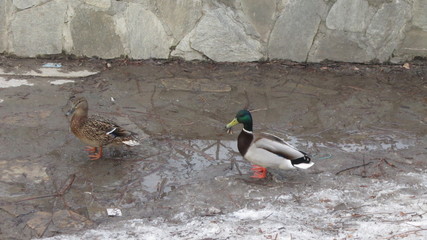 PERM,PARADISE GARDEN IN EARLY SPRING