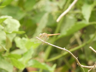 dragonfly with blurred background