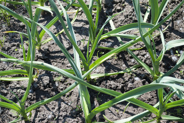Garlic grows. Young garlic plants in the field, agricultural background. Feathers green onion and garlic are growing in the garden. Spring harvest. Rows in the ground. Beds with garlic in spring.