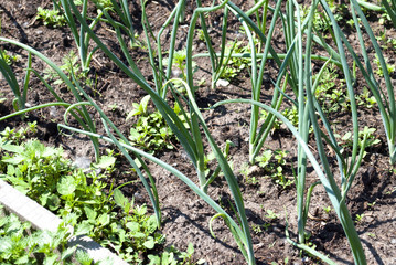 bed of green onions. Spring garden plants - garlic, onion. Cultivation of onions in garden in the village in country.