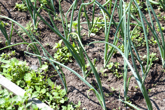 bed of green onions. Spring garden plants - garlic, onion. Cultivation of onions in garden in the village in country.