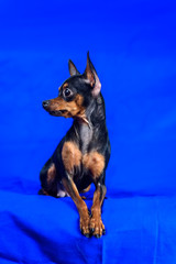 portrait of a toy terrier on a blue background