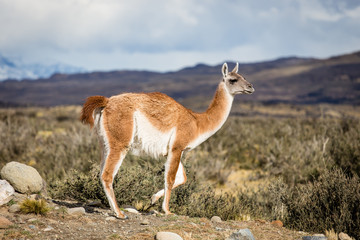 Guanaco, Lama Guanicoe, admiring the Andes. Torres del Paine National Park, Patagonia, Chile.
