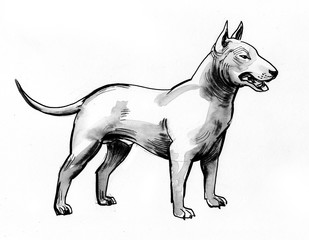 Ink black and white illustration of a standing bull terrier dog