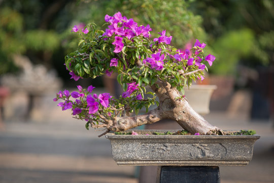 Close-up of single Bonsai Tree by a park outdoor area