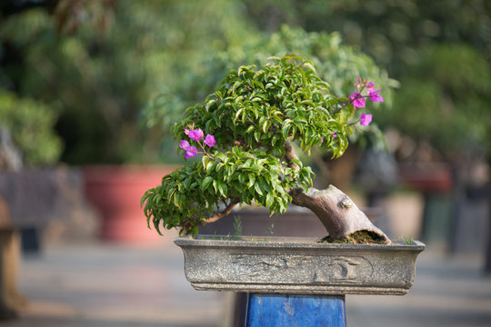 Close-up of single Bonsai Tree by a park outdoor area
