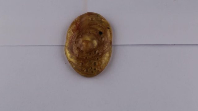 Ceralacca su lettera