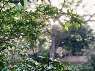 Green Nature with Sunlight