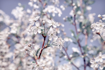 Picture with a mint shade.