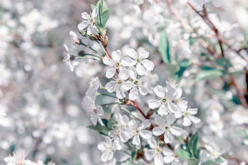 Picture with a mint shade.