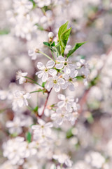 Picture with a mint shade.