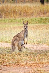 Eastern Gray Kangaroo And Her Joey, Queensland, Australia 