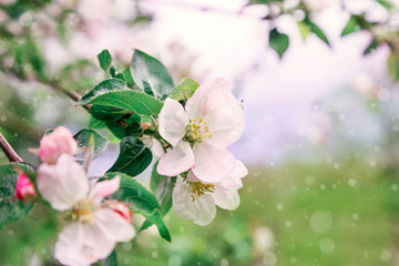 Obraz premium Picture with a mint shade.