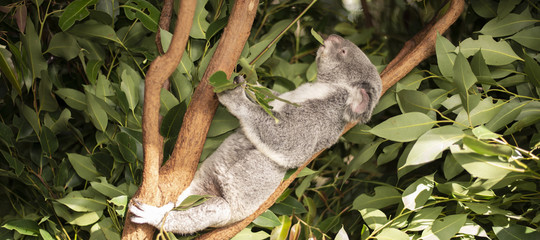 Leuke Australische Koala die overdag rust.
