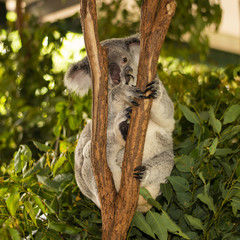 Cute Australian Koala resting during the day.