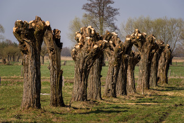 Podlaskie wierzby © podlaski49