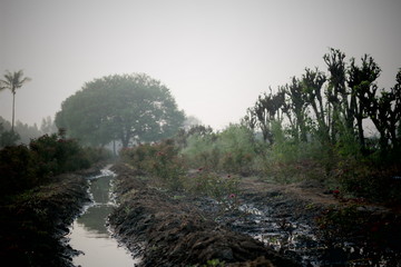 Obraz premium Morning walk to village
