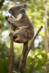 Cute Australian Koala resting during the day.