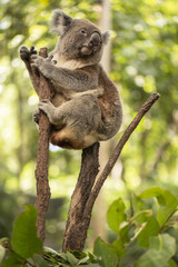 Naklejka na ściany i meble Cute Australian Koala resting during the day.