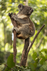 Cute Australian Koala resting during the day.