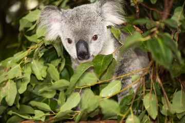 Cute Australian Koala resting during the day.