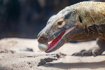 Varan eating egg