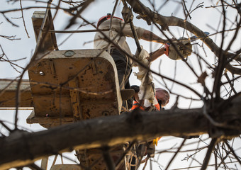 people are sawing the branches of a tree