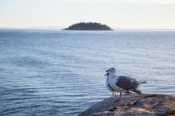 Bird sitting on a rock during a vibrant sunset. Taken in Horseshoe Bay, West Vancouver, British Columbia, Canada.
