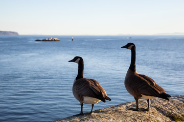 Bird sitting on a rock during a vibrant sunset. Taken in Horseshoe Bay, West Vancouver, British Columbia, Canada.