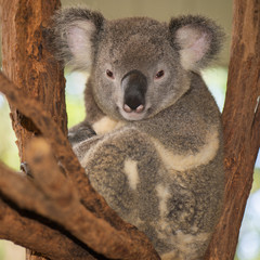 Cute Australian Koala resting during the day.