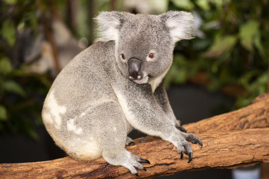 Cute Australian Koala resting during the day.