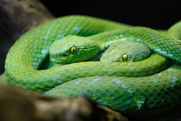 Green snakes in a nest