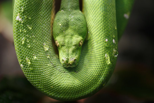 Green snake