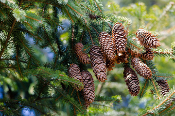 Longitudinal cones of caucasian fir tree, Abies, hang from branches