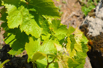 イタリア、シチリアのパンテッレリア島の風景