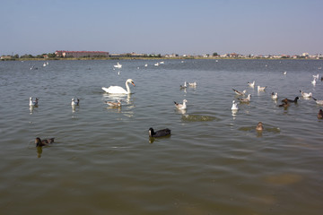 Wild swans and other birds floating on the water.